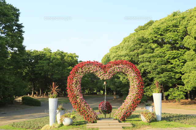 大阪長居植物園のベゴニア の写真素材 イラスト素材 アマナイメージズ