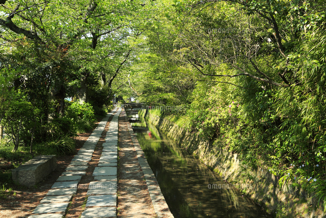 京都 新緑の哲学の道 の写真素材 イラスト素材 アマナイメージズ