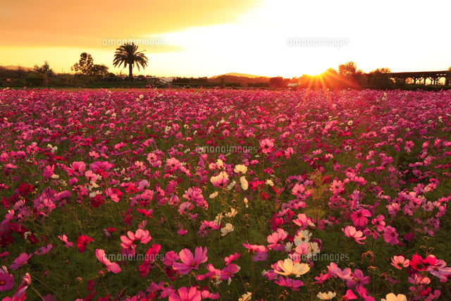 夕日に映える花畑 夕日と花の風景画k | GANREF
