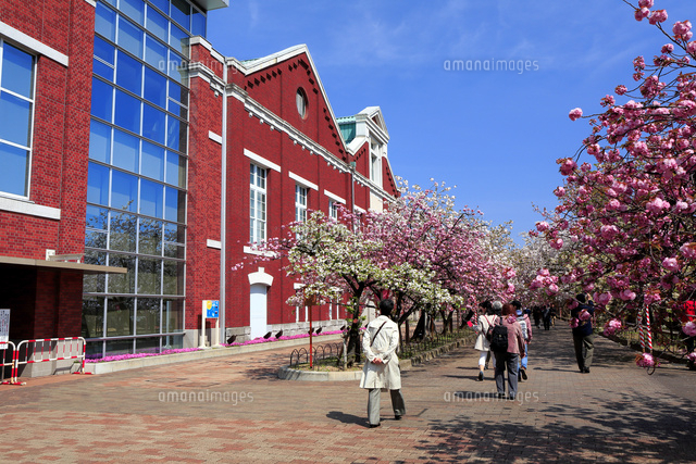 大阪造幣局の桜 10630007628 の写真素材 イラスト素材 アマナイメージズ