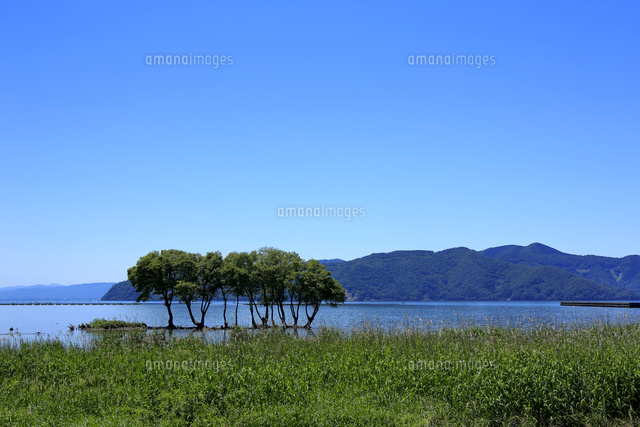 滋賀県 湖北水鳥公園から望む新緑の琵琶湖[10630007789]の写真