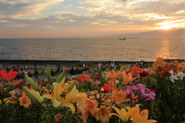 大阪舞洲ユリ園 の写真素材 イラスト素材 アマナイメージズ