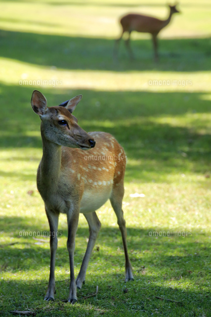 奈良公園の鹿 の写真素材 イラスト素材 アマナイメージズ