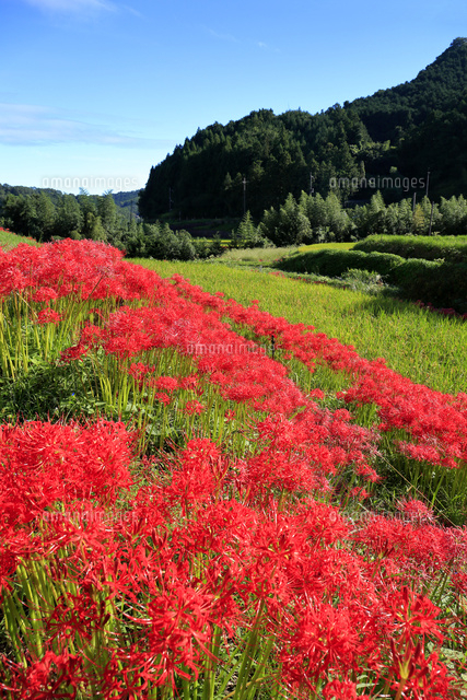 奈良県 明日香村の彼岸花と棚田 の写真素材 イラスト素材 アマナイメージズ