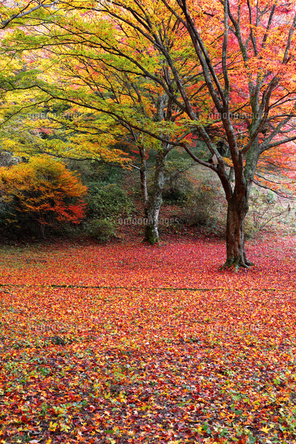 奈良県 鳥見山公園の紅葉 の写真素材 イラスト素材 アマナイメージズ