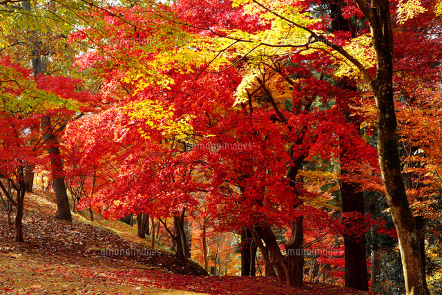 兵庫県 最上山公園もみじやまの紅葉[10630008133]の写真・イラスト素材