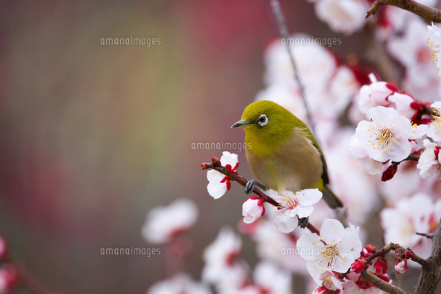 FRANZ フランツ コレクション 花瓶 　梅とめじろ メジロと梅の花[10630008381]の写真・イラスト素材｜アマナイメージズ