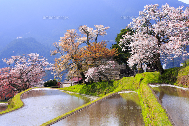 Manukijiさま専用（原画）優しい桜の記憶ほか　3点おまとめ 三多気の桜[10630008364]の写真・イラスト素材｜アマナイメージズ