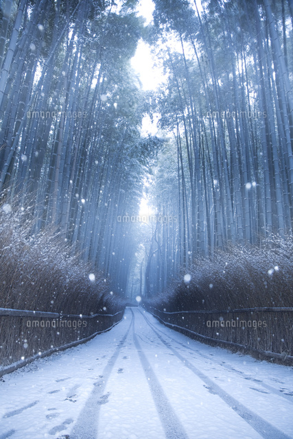 京都 冬の嵐山 竹林の道[10630008964]の写真・イラスト素材｜アマナ