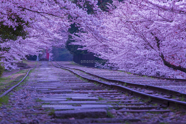 蹴上インクラインの桜 の写真素材 イラスト素材 アマナイメージズ