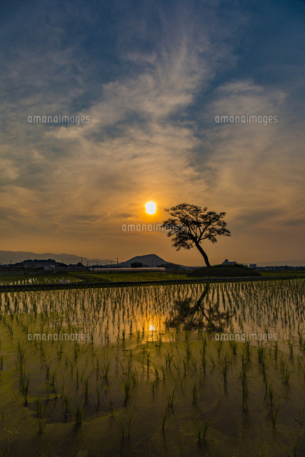 小墾田宮跡 水田と夕日[10630009388]の写真・イラスト素材｜アマナ