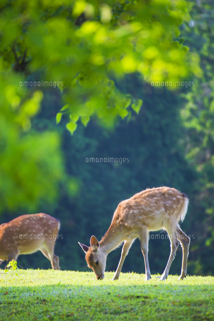 新緑の奈良公園 飛火野 の写真素材 イラスト素材 アマナイメージズ 新緑の奈良公園 飛火野 の写真素材 イラスト素材 アマナイメージズ