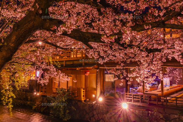 京都 祇園白川の夜桜 の写真素材 イラスト素材 アマナイメージズ
