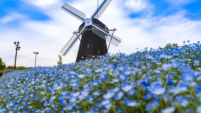 鶴見緑地公園 ネモフィラと風車の丘[10630009970]の写真・イラスト素材