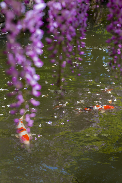 春日大社 萬葉植物園 藤の花と錦鯉[10630009999]の写真・イラスト素材