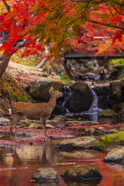 奈良県 紅葉の奈良公園と鹿[10630010721]の写真・イラスト素材