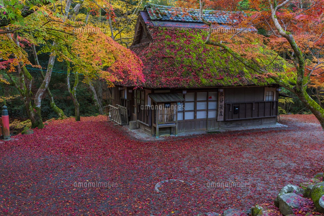 奈良県 紅葉の奈良公園 水谷茶屋と鹿[10630010787]の写真・イラスト