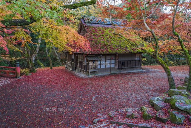 奈良県 紅葉の奈良公園 水谷茶屋と鹿[10630010787]の写真・イラスト