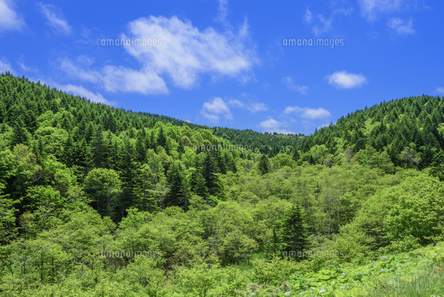新緑の森と青空 の写真素材 イラスト素材 アマナイメージズ