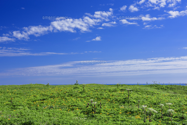サロベツ原生花園 の写真素材 イラスト素材 アマナイメージズ
