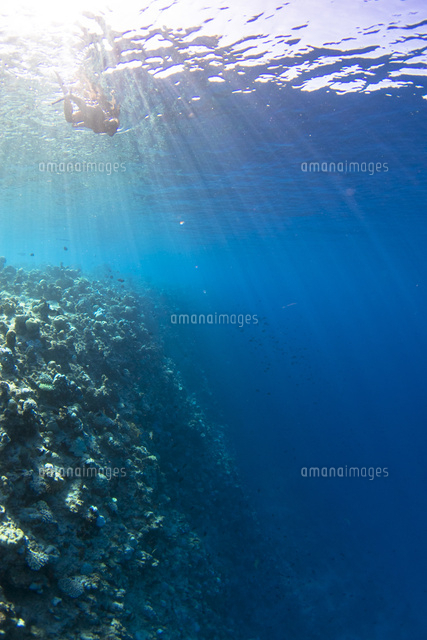 ダイナミックな海の中の世界 の写真素材 イラスト素材 アマナイメージズ ダイナミックな海の中の世界 の写真素材 イラスト素材 アマナイメージズ