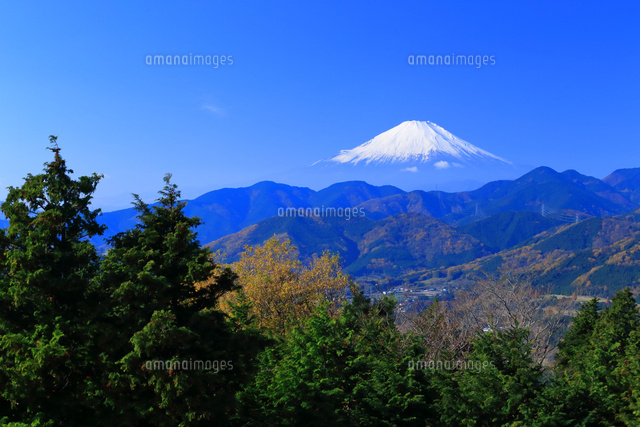 神奈川県 菜の花台から望む富士山 の写真素材 イラスト素材 アマナイメージズ