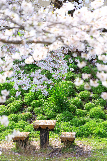 神奈川県 相模三川公園の桜[10669005342]の写真・イラスト素材｜アマナ