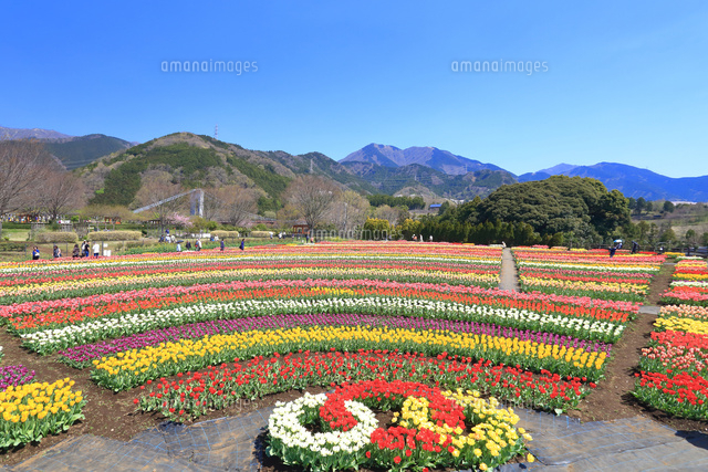 神奈川県 秦野戸川公園のチューリップ の写真素材 イラスト素材 アマナイメージズ