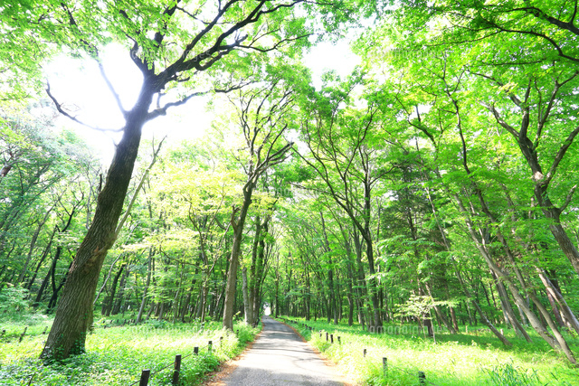 新緑の木もれびの森 の写真素材 イラスト素材 アマナイメージズ