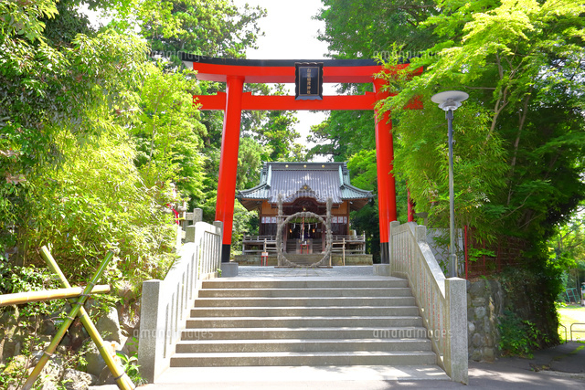 神奈川県 白笹稲荷神社 の写真素材 イラスト素材 アマナイメージズ