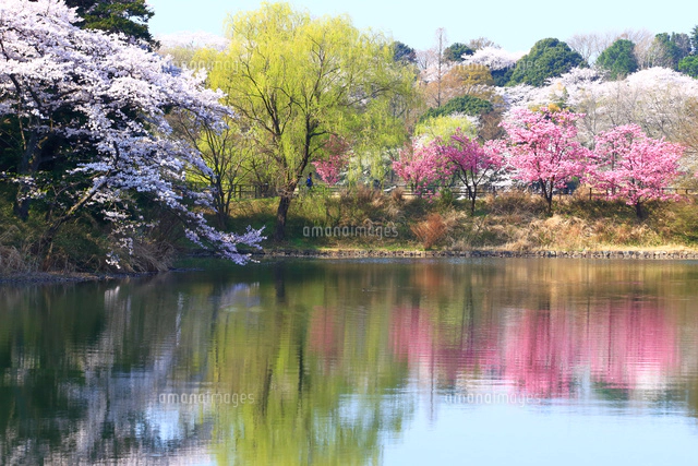 神奈川県 三ツ池公園の桜[10669007361]の写真・イラスト素材｜アマナ
