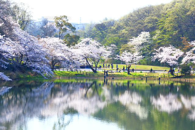 生写真確認用part3 神奈川県 三ツ池公園の桜[10669007361]の写真・イラスト素材｜アマナ