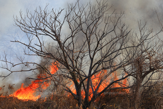 相模川河川敷の火事 の写真素材 イラスト素材 アマナイメージズ