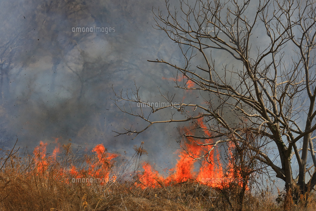 相模川河川敷の火事 の写真素材 イラスト素材 アマナイメージズ