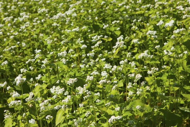 ソバの花 の写真素材 イラスト素材 アマナイメージズ
