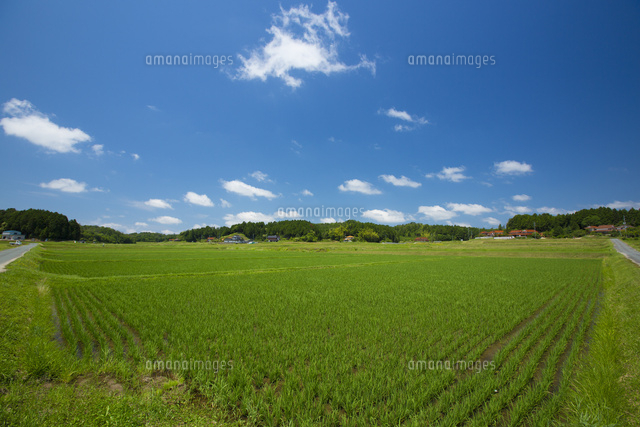 田植え後の田園風景 の写真素材 イラスト素材 アマナイメージズ