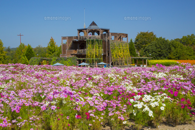 国営備北丘陵公園のコスモス の写真素材 イラスト素材 アマナイメージズ