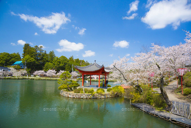 桜咲く庄原上野公園[10685002583]の写真・イラスト素材｜アマナイメージズ