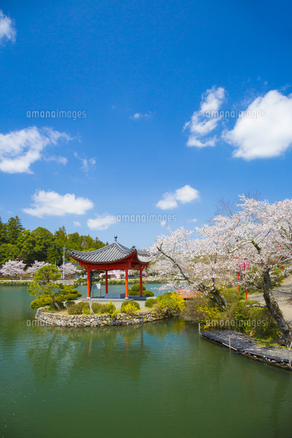 桜咲く庄原上野公園[10685002583]の写真・イラスト素材｜アマナイメージズ