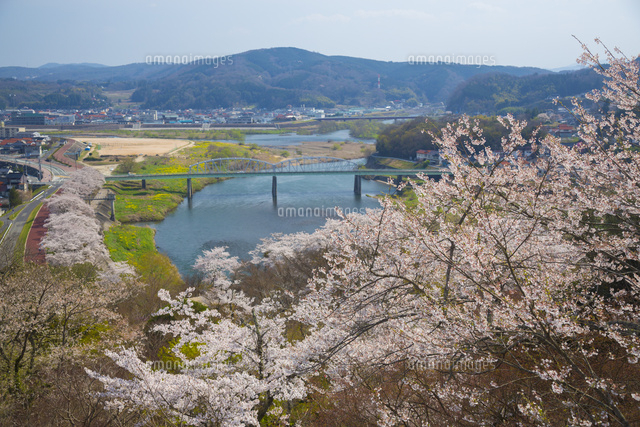 尾関山公園の桜 の写真素材 イラスト素材 アマナイメージズ