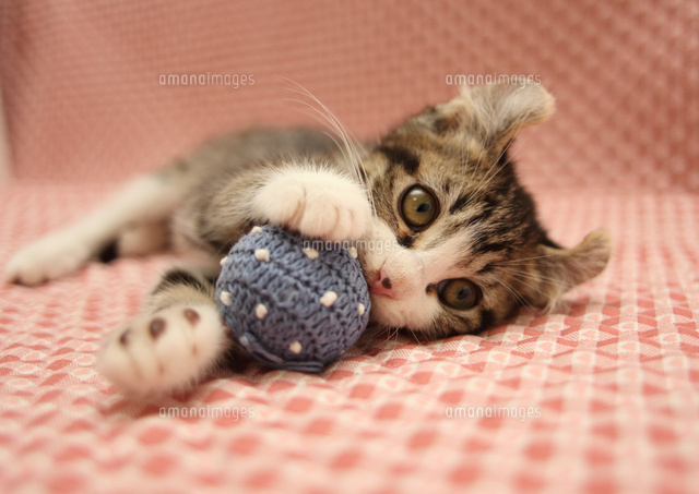 ボールと遊ぶ猫 の写真素材 イラスト素材 アマナイメージズ