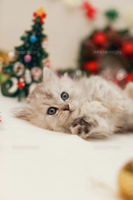 クリスマスと子ねこ の写真素材 イラスト素材 アマナイメージズ