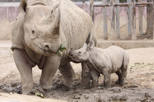 サイの親子 の写真素材 イラスト素材 アマナイメージズ