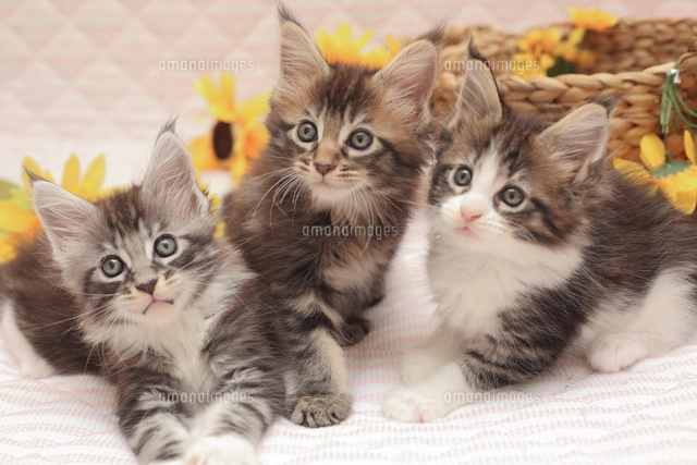 ひまわりと子猫[10693000427]の写真・イラスト素材｜アマナ