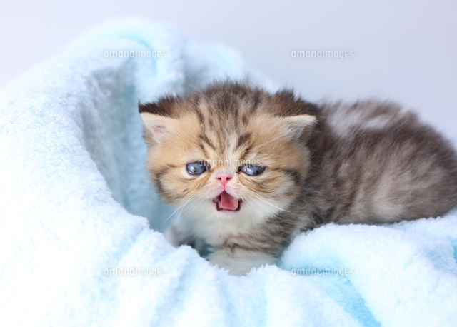 エキゾチックショートヘアー の写真素材 イラスト素材 アマナイメージズ