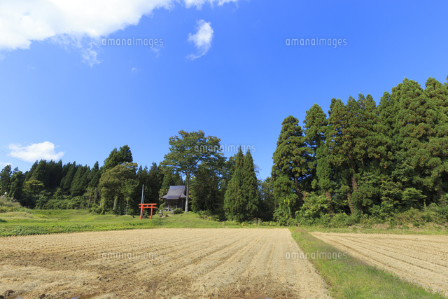 日本の原風景 神社と田んぼと青空[10696000426]の写真・イラスト素材
