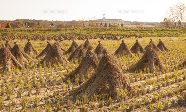 稲藁のピラミッド組み の写真素材 イラスト素材 アマナイメージズ