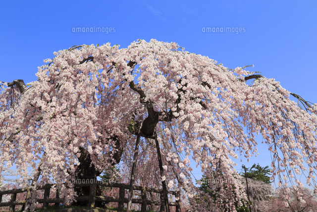 弘前公園のしだれ桜 の写真素材 イラスト素材 アマナイメージズ