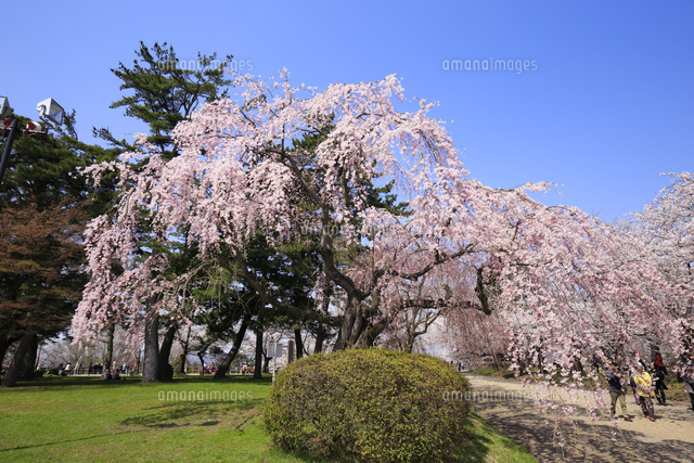 弘前公園のしだれ桜 の写真素材 イラスト素材 アマナイメージズ