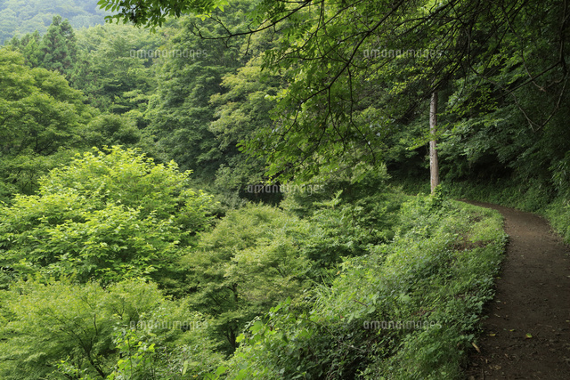 新緑と山道 の写真素材 イラスト素材 アマナイメージズ